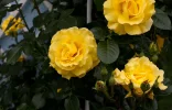 Rose.webp