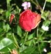 rose.webp